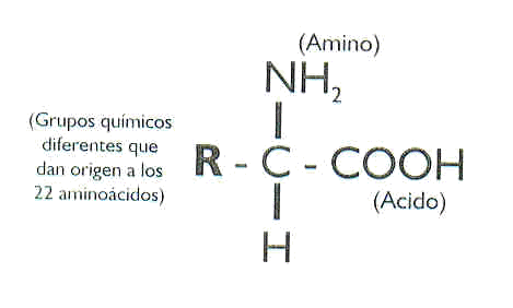 estructurabasicapro.jpg (8897 bytes)